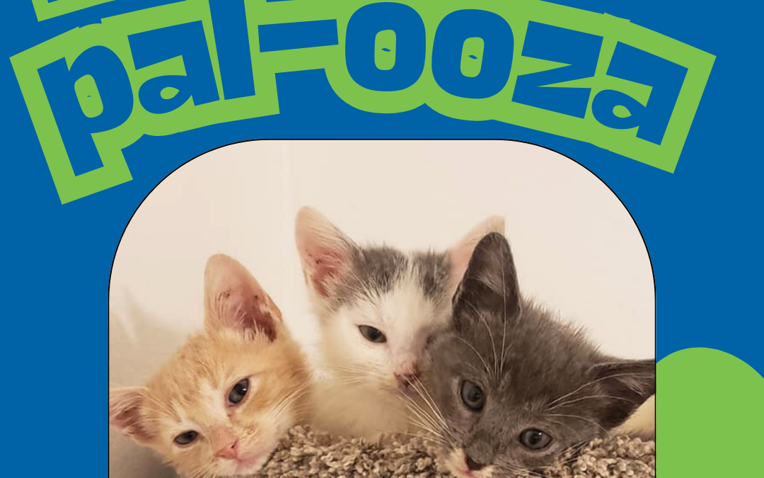 Kitten Pal-Ooza
